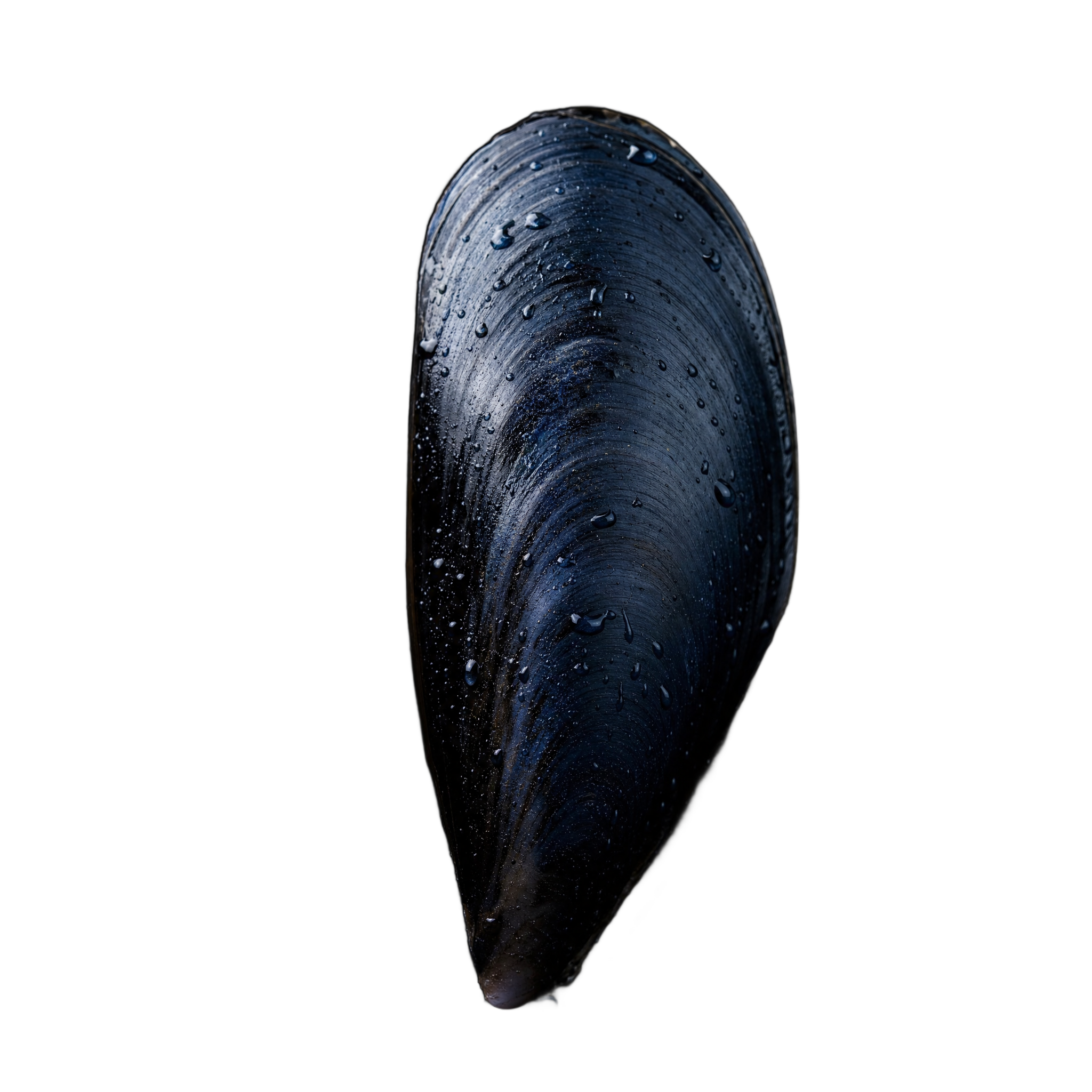Ordinary common mussel, dark blue-black shell