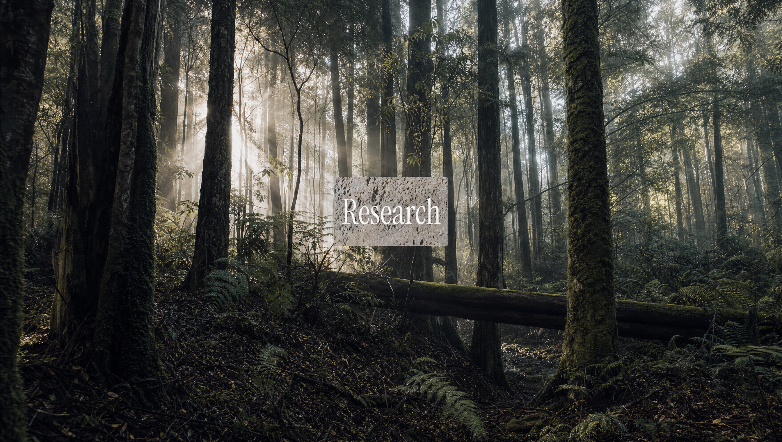 Misty native New Zealand forest at dawn